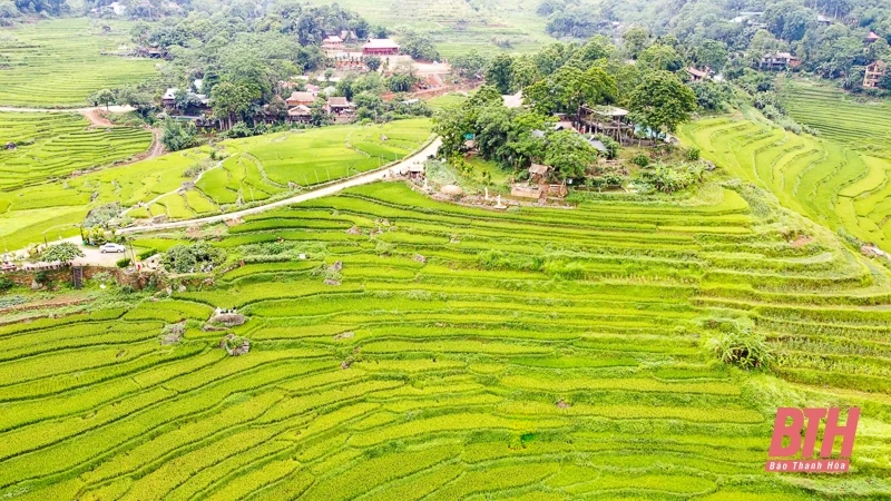 Pù Luông: Mùa vàng đang gọi