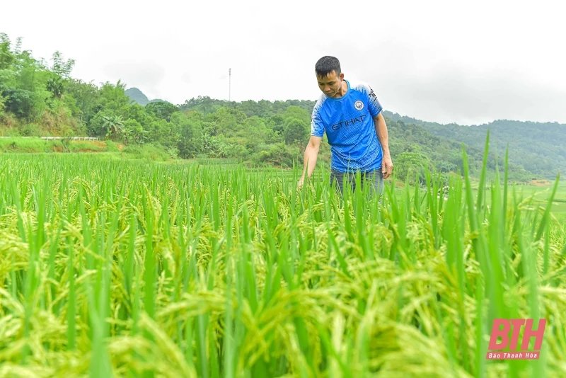 Pù Luông: Mùa vàng đang gọi