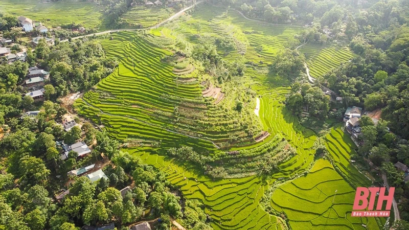 Pù Luông: Mùa vàng đang gọi