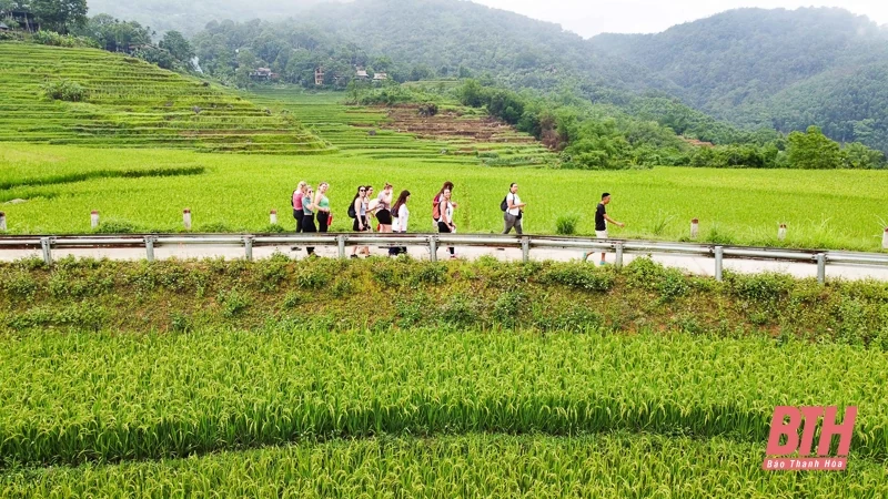 Pù Luông: Mùa vàng đang gọi