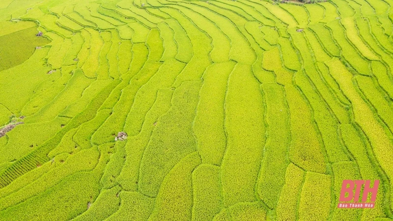 Pù Luông: Mùa vàng đang gọi