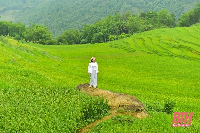 Pù Luông: Mùa vàng đang gọi