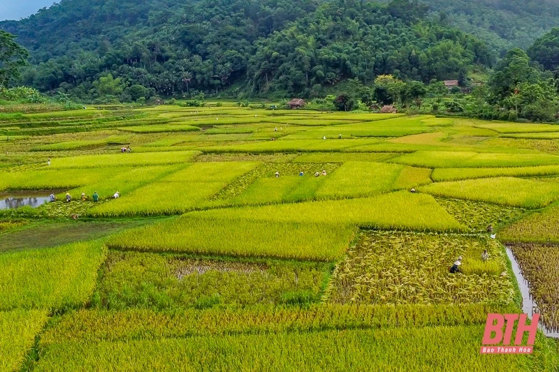 Vùng cao xứ Thanh vào mùa thu hoạch lúa