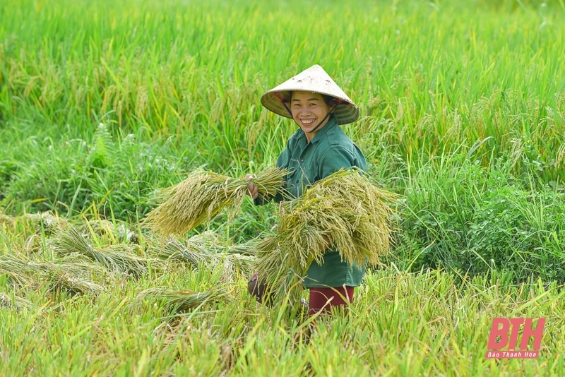Vùng cao xứ Thanh vào mùa thu hoạch lúa