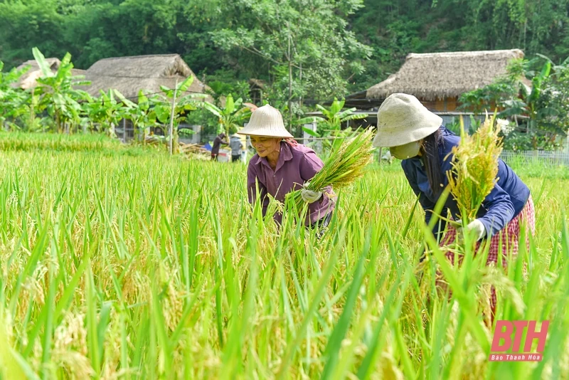 Vùng cao xứ Thanh vào mùa thu hoạch lúa