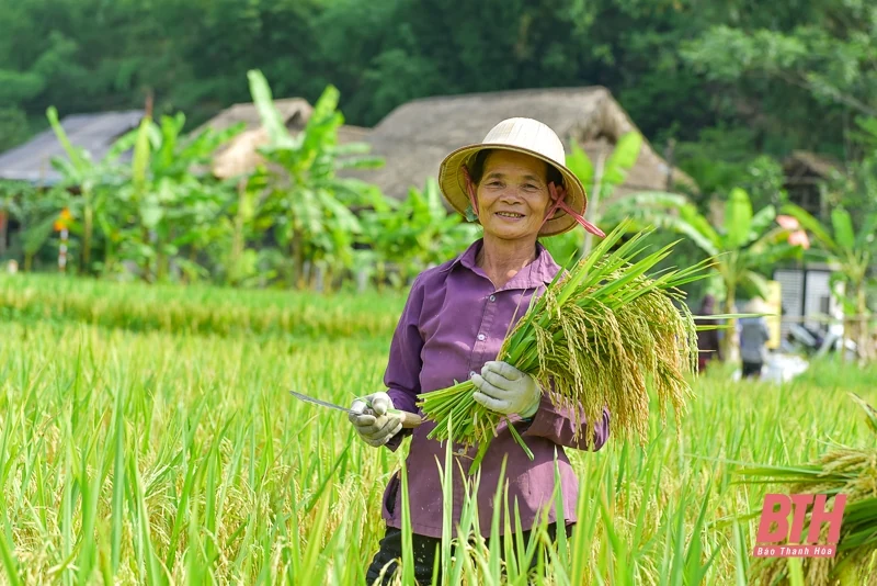 Vùng cao xứ Thanh vào mùa thu hoạch lúa