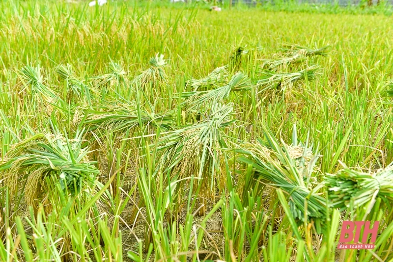 Vùng cao xứ Thanh vào mùa thu hoạch lúa