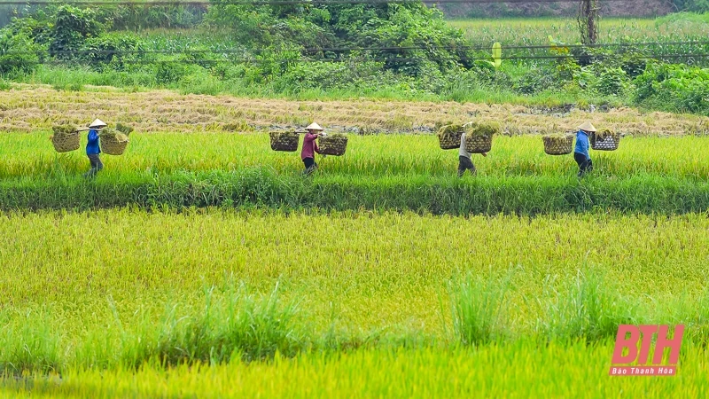 Vùng cao xứ Thanh vào mùa thu hoạch lúa