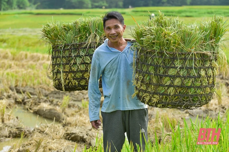 Vùng cao xứ Thanh vào mùa thu hoạch lúa