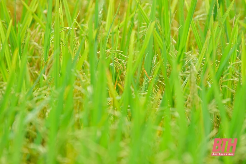 Vùng cao xứ Thanh vào mùa thu hoạch lúa