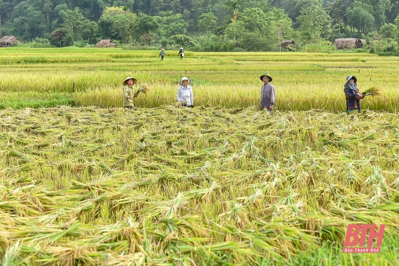 Vùng cao xứ Thanh vào mùa thu hoạch lúa