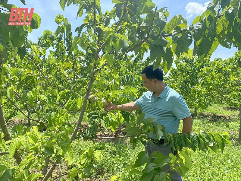 Ngọc Lặc: Đánh thức tiềm năng đất đai phát triển nông nghiệp quy mô lớn