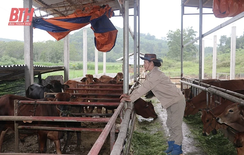 Nâng cao chất lượng đàn bò thịt