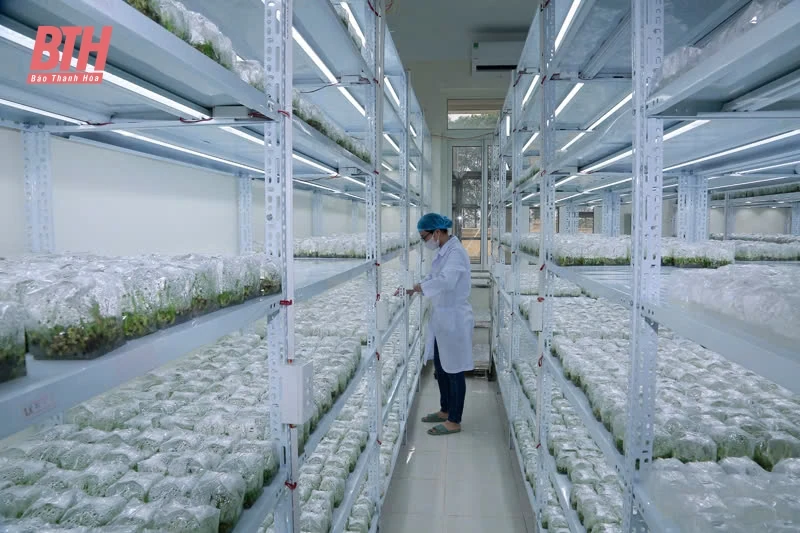 Ứng dụng công nghệ sinh học, phát triển nông nghiệp an toàn