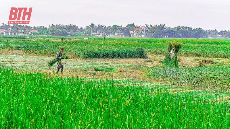 Cói xanh mùa nắng cháy