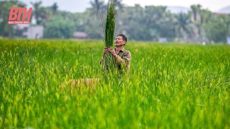 Cói xanh mùa nắng cháy