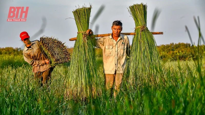 Cói xanh mùa nắng cháy