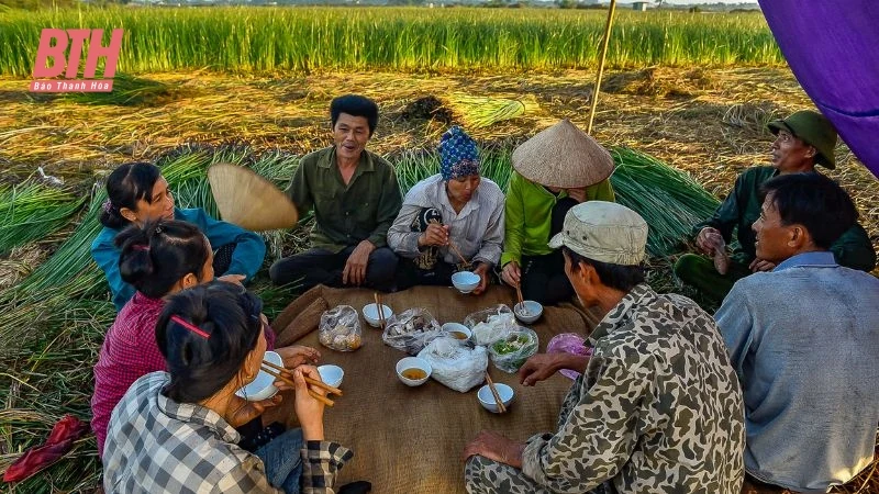 Cói xanh mùa nắng cháy