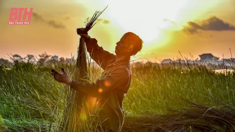 Cói xanh mùa nắng cháy