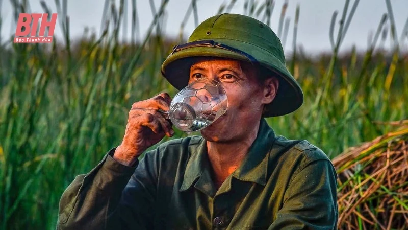 Cói xanh mùa nắng cháy