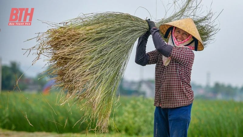 Cói xanh mùa nắng cháy