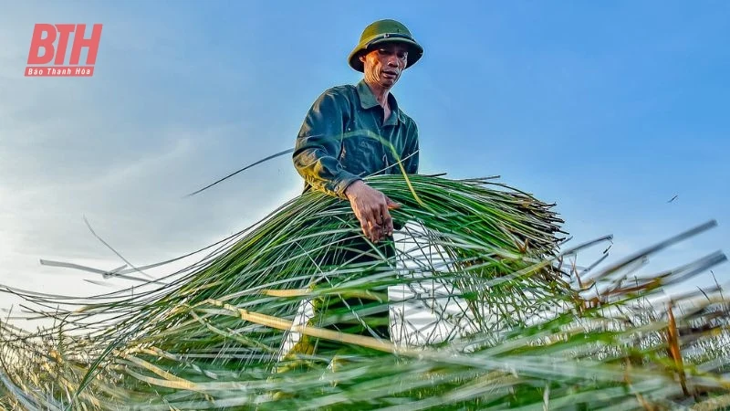 Cói xanh mùa nắng cháy