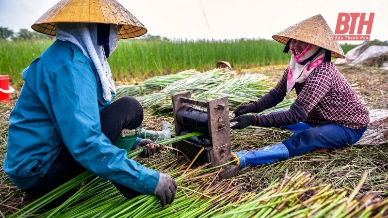Cói xanh mùa nắng cháy