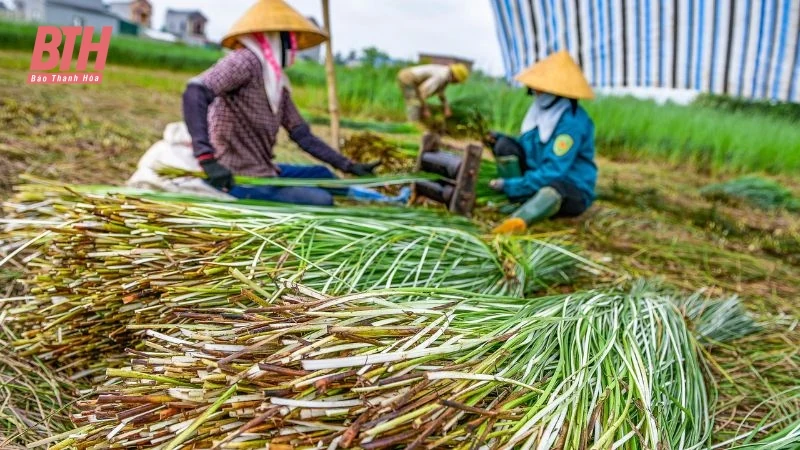 Cói xanh mùa nắng cháy