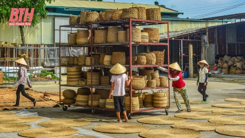 Cói xanh mùa nắng cháy