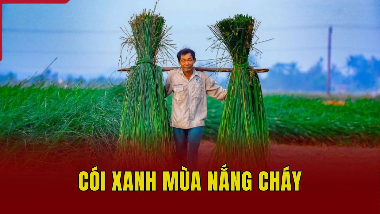 Cói xanh mùa nắng cháy