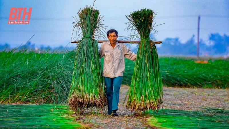 Cói xanh mùa nắng cháy