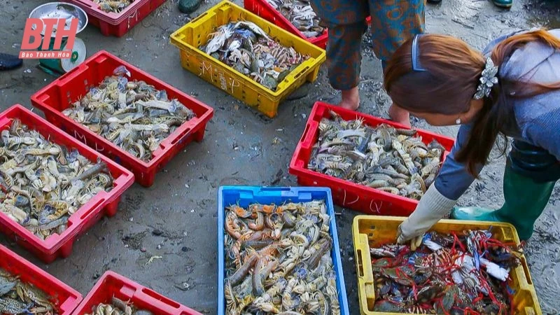 Bình minh ở làng chài ven biển xứ Thanh