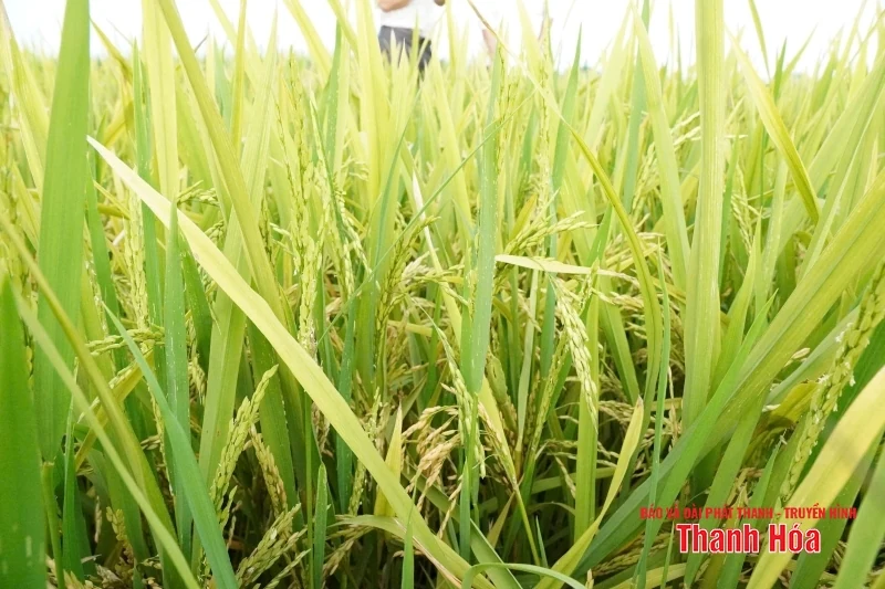 Hỗ trợ hơn 105 triệu đồng cho các hộ dân bị thiệt hại do lúa trỗ không kết hạt