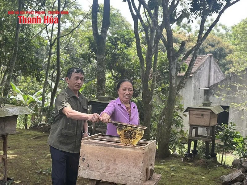 Phát triển nghề nuôi ong mật