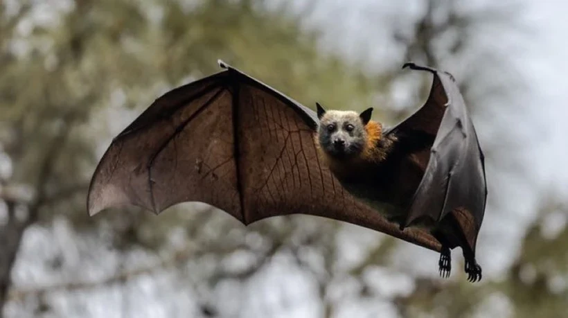 Trung Quốc phát hiện loạt virus mới ở dơi Vân Nam, nguy cơ cao gây chết người