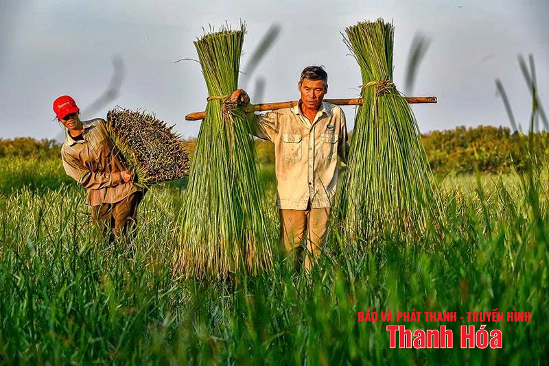 Mưu sinh cùng cây cói