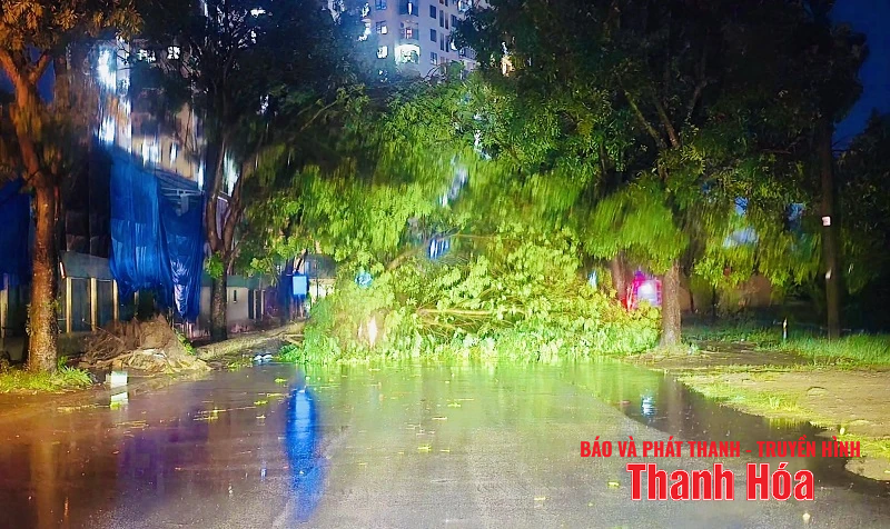 Mưa và gió giật mạnh khiến hàng loạt cây xanh gãy đổ