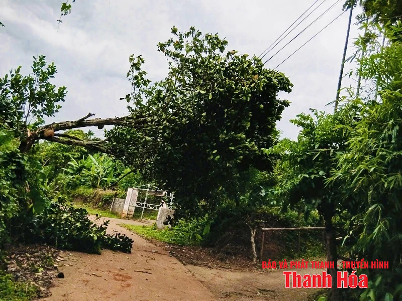 Mưa và gió giật mạnh khiến hàng loạt cây xanh gãy đổ