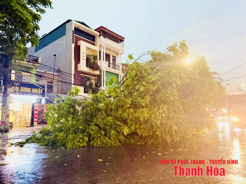Mưa và gió giật mạnh khiến hàng loạt cây xanh gãy đổ