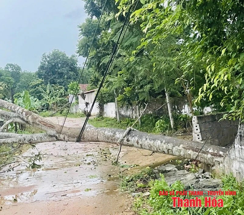 Mưa và gió giật mạnh khiến hàng loạt cây xanh gãy đổ