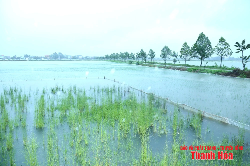 Phó Bí thư Thường trực Tỉnh ủy Lại Thế Nguyên kiểm tra công tác ứng phó với bão số 3