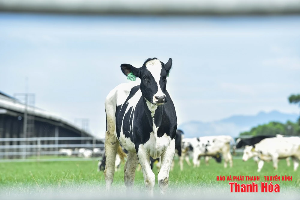 Vinamilk Green Farm Thanh Hóa - Phát triển trang trại xanh, nông nghiệp bền vững hướng đến mục tiêu Net Zero