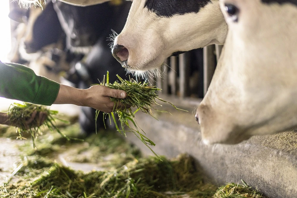 “Mở khóa tự nhiên”: Vinamilk biến rào cản thành vòng tuần hoàn xanh tại trang trại sinh thái