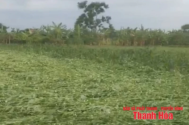 Các địa phương trên địa bàn tỉnh Thanh Hóa gấp rút triển khai công tác ứng phó bão số 3