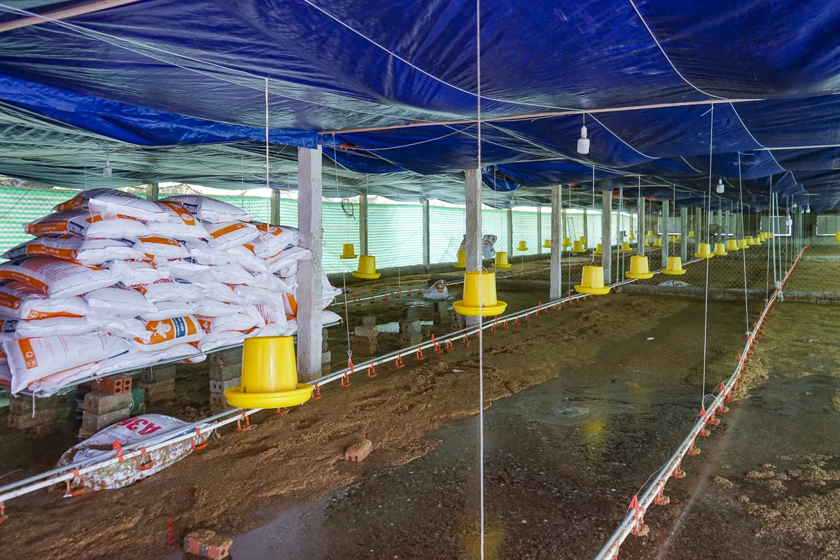 Sau bão số 3, hàng nghìn con gà bị nước lũ nhấn chìm, người chăn nuôi thiệt hại nặng