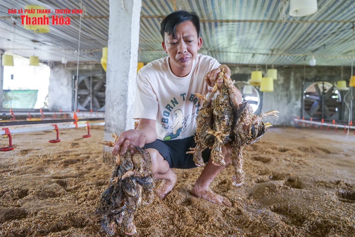 Sau bão số 3, hàng nghìn con gà bị nước lũ nhấn chìm, người chăn nuôi thiệt hại nặng