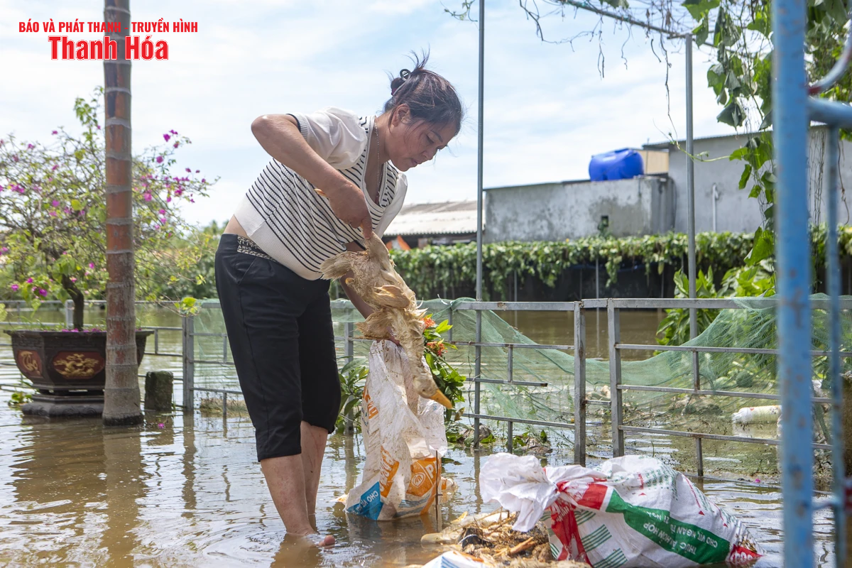 Sau bão số 3, hàng nghìn con gà bị nước lũ nhấn chìm, người chăn nuôi thiệt hại nặng