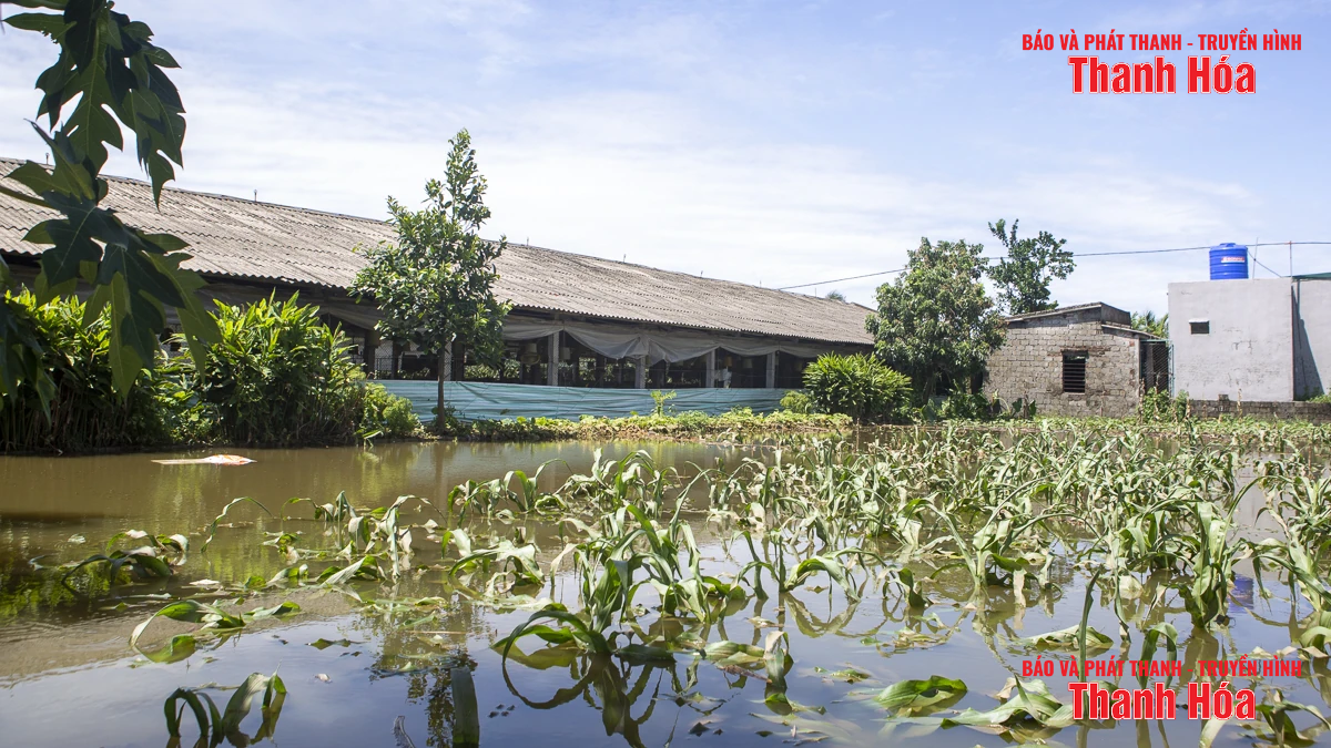 Sau bão số 3, hàng nghìn con gà bị nước lũ nhấn chìm, người chăn nuôi thiệt hại nặng