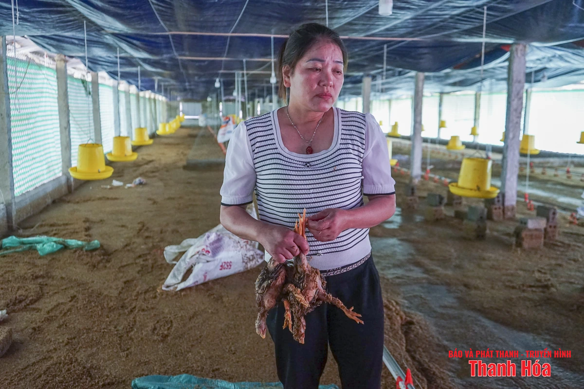 Sau bão số 3, hàng nghìn con gà bị nước lũ nhấn chìm, người chăn nuôi thiệt hại nặng