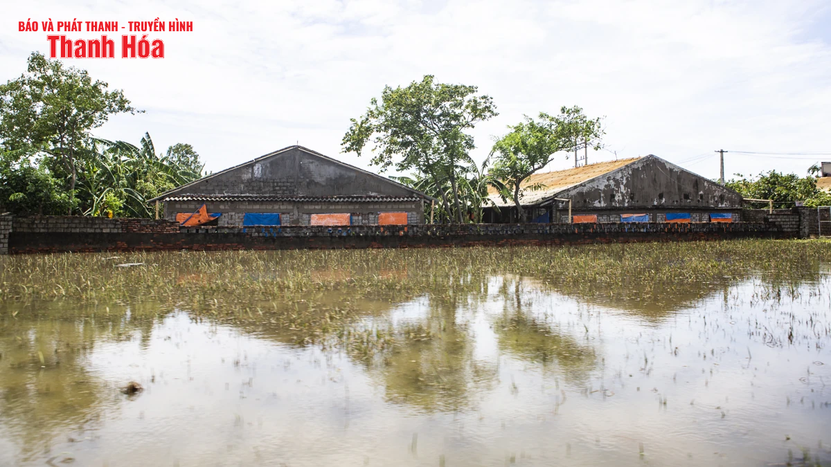 Sau bão số 3, hàng nghìn con gà bị nước lũ nhấn chìm, người chăn nuôi thiệt hại nặng